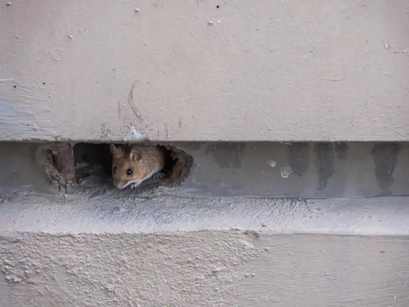 Rodent control services in NYC and NJ