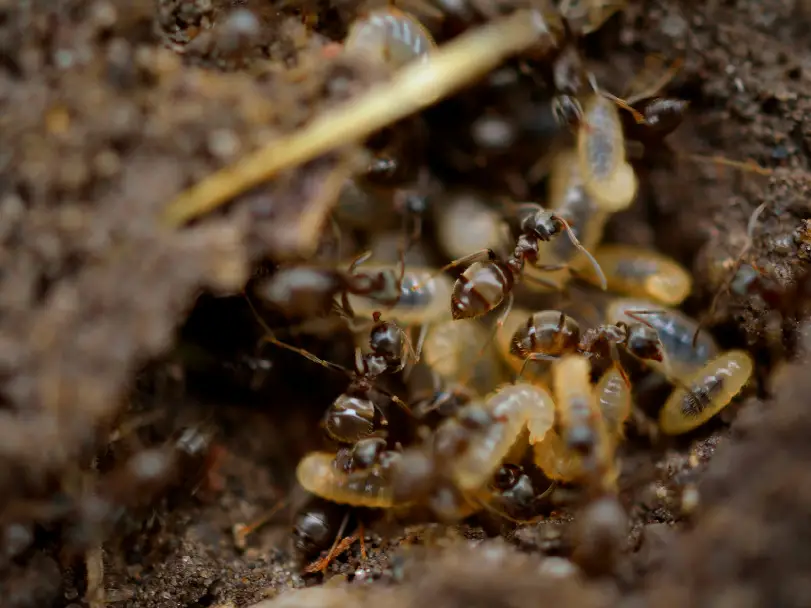 Termite control services in nJ and NYC